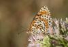 265035 – Photo : pierre juliand – France (07)